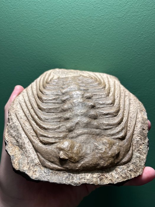 Kolczasty trylobit - Skamieniałe zwierzę - Selenopeltis - 19 cm - 16 cm