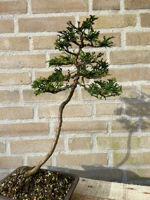 Hinoki cypress bonsai (Chamaecyparis obtusa) - Height (Tree): 33 cm - Depth (Tree): 18 cm - Netherlands