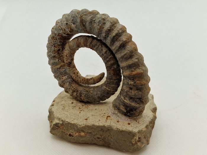 Ammonit - Tierfossil - Anetoceras sp. Premiumqualität „Freistehendes Präparat“ - 8.9 cm - 9 cm
