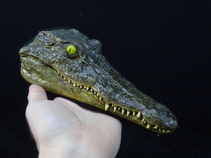 Nile Crocodile witk skin on Schedel van een reptiel - Crocodylus niloticus (with Import Ref.) - 0 cm - 0 cm - 20 cm- CITES Appendix II - Bijlage B in de EU