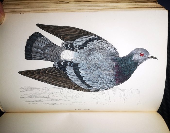 Rev F.O. Morris, B.A. member of The Ashmolean Society - 48 Watercoloured Plates. - History of British Birds - 1880