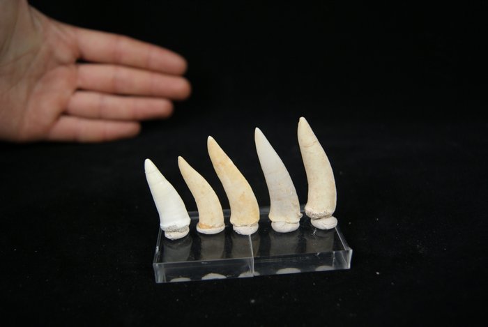 Fish - Fosszilis fogak - Enchodus Lybicus