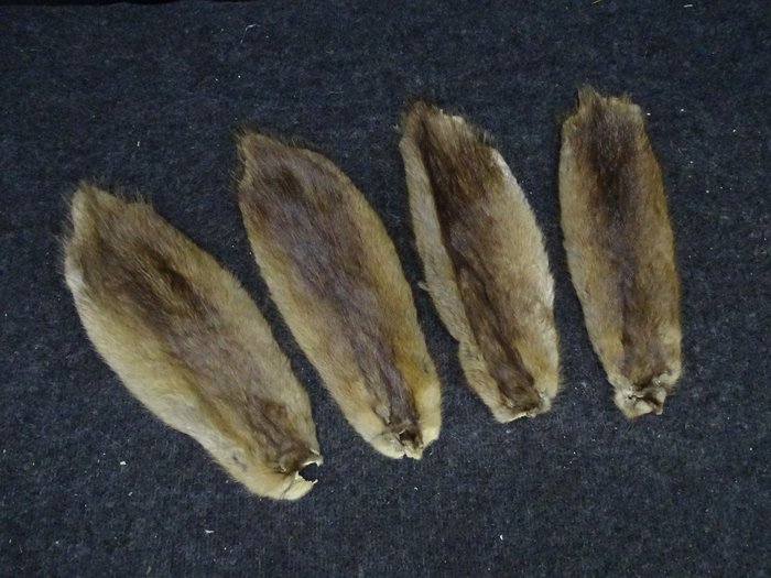 Set di pelli di topo muschiato Supporto replica tassidermia - Ondatra zibethicus - 35 cm - 40 cm - 0 cm - non-CITES species - 4