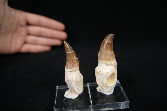 Sammlung natürlicher Qualität aus verwurzelten Mosasaurus - Fossiler Zahn - Mosasaurus