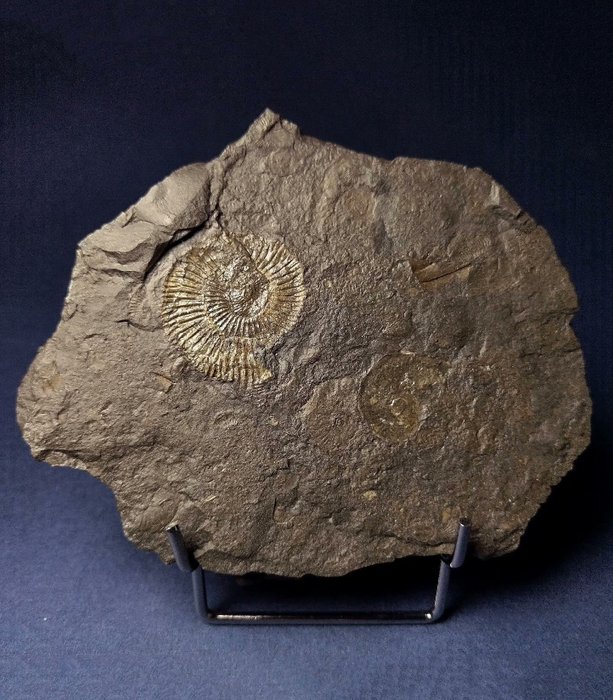 Fossiliserat djur - Ammonoidea, from German Holzmaden - 12 cm