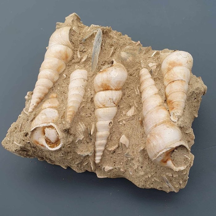 土龟 - 贝壳化石 - gastropods - 125 mm - 123 mm  (没有保留价)