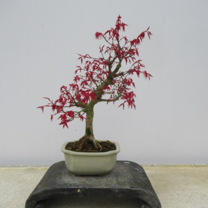 Acer palmatum "deshojyo" - Korkeus (puu): 30 cm - Japani