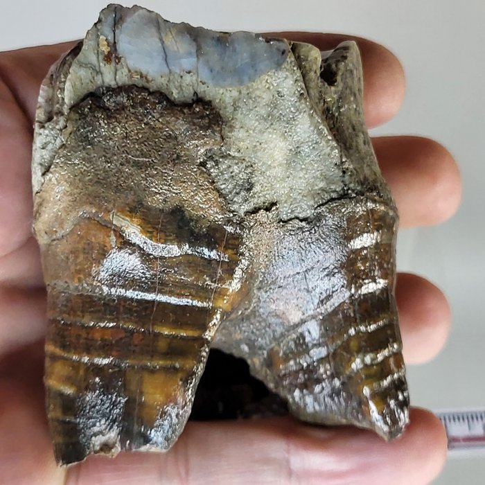 Maxillär molar Woolly Rhinoceros - Fossil tand - Coelodonta antiquitatis - 8 cm - 6 cm  (Utan reservationspris)