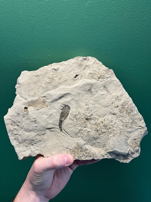 蝎 - 动物化石 - Eurypterus - 27 cm - 20 cm