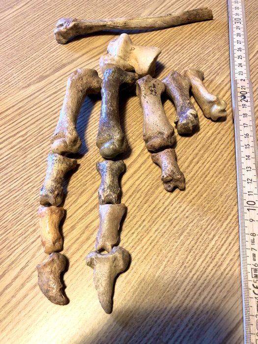 Fóssil parcial de pata de urso da caverna - Esqueleto fóssil - Ursus Spelaeus