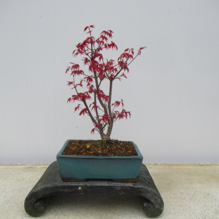 Acer palmatum "deshojyo" - Höjd (träd): 29 cm - Japan
