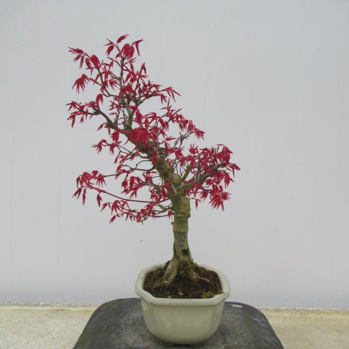 Acer palmatum “deshojyo” – Hoogte (boom): 30 cm – Japan
