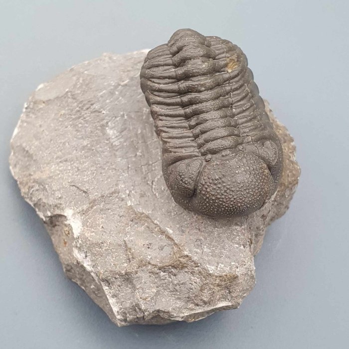 三叶虫 - 动物化石 - Phacops rana africana - 4.3 cm - 2.5 cm  (没有保留价)