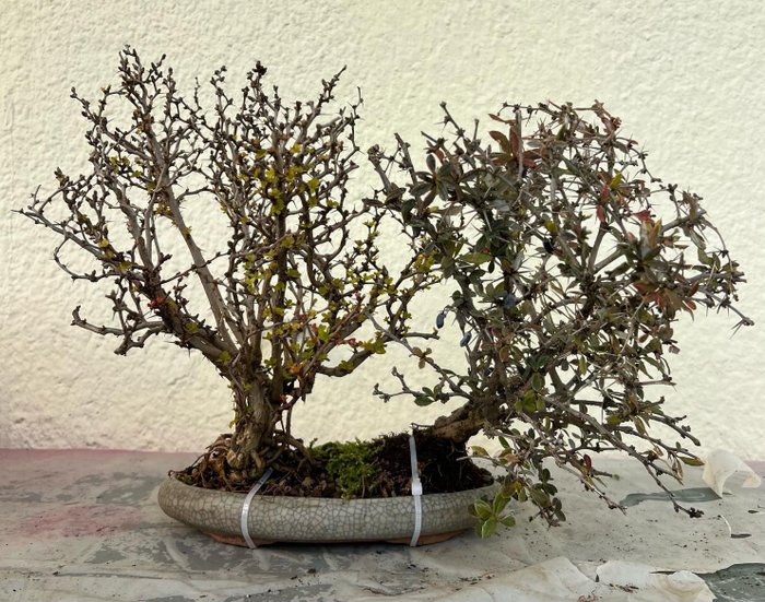 Berber-bonsai - Hoogte (boom): 30 cm - Diepte (boom): 45 cm - Japan