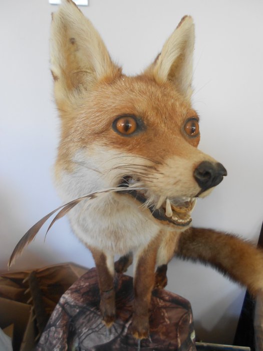 红狐 动物标本剥制全身支架 - vulpus vulpus - 1 cm - 1 cm - 1 cm - 非《濒危物种公约》物种 - 1