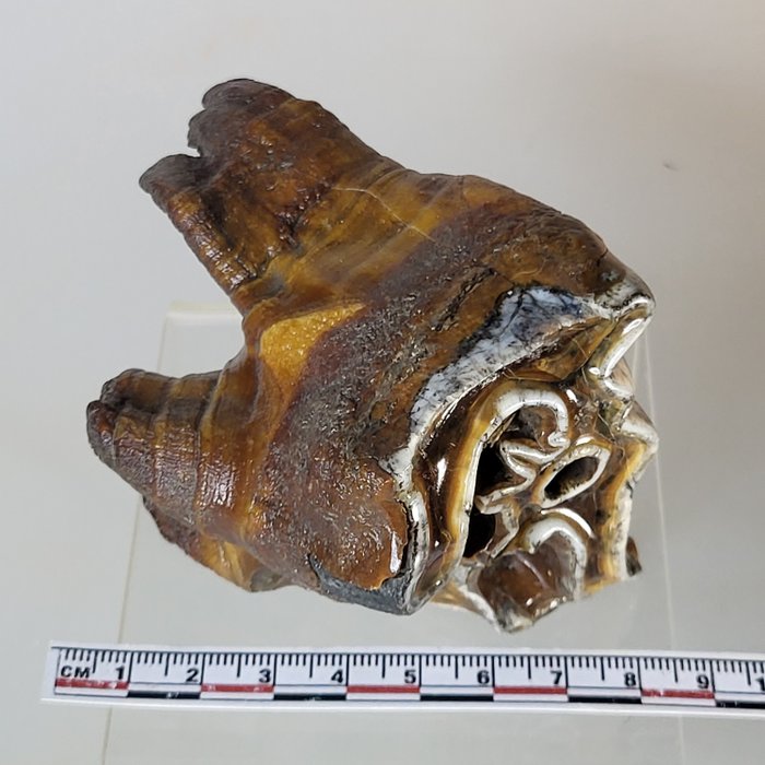 Rinoceronte-lanoso molar superior - Dente fóssil - Coelodonta antiquitatis - 9 cm - 6 cm  (Sem preço de reserva)