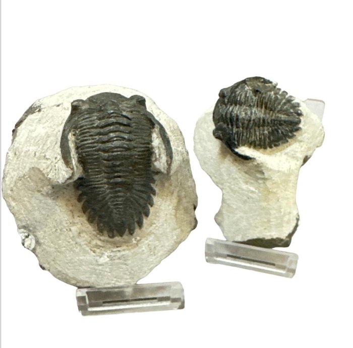 Trilobite - Fosszilizálódott állat - Hollardops sp.  (Nincs minimálár)