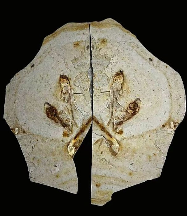 Pari matriisi - Kivettynyt eläin - Lycoptera - 20 cm