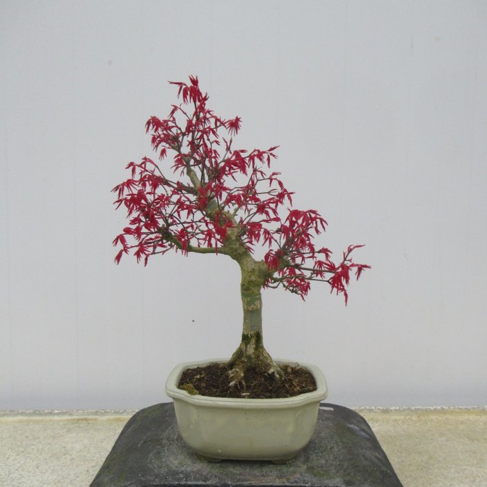 Acer palmatum “deshojyo” – Hoogte (boom): 30 cm – Japan