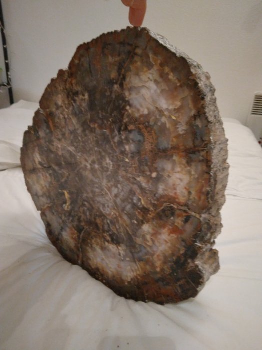 Fossiilinen puu - Kivettynyt puu - 50 mm - 47 cm  (Ei pohjahintaa)
