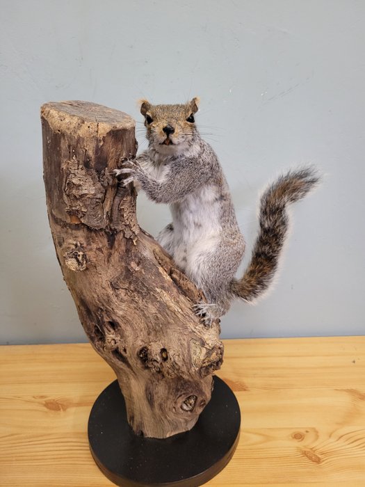 harmaa orava Täytetyn eläimen koko kehon jalusta - Sciurus carolinensis - 39 cm - 32 cm - 19 cm - Ei-CITES-kohde - 1