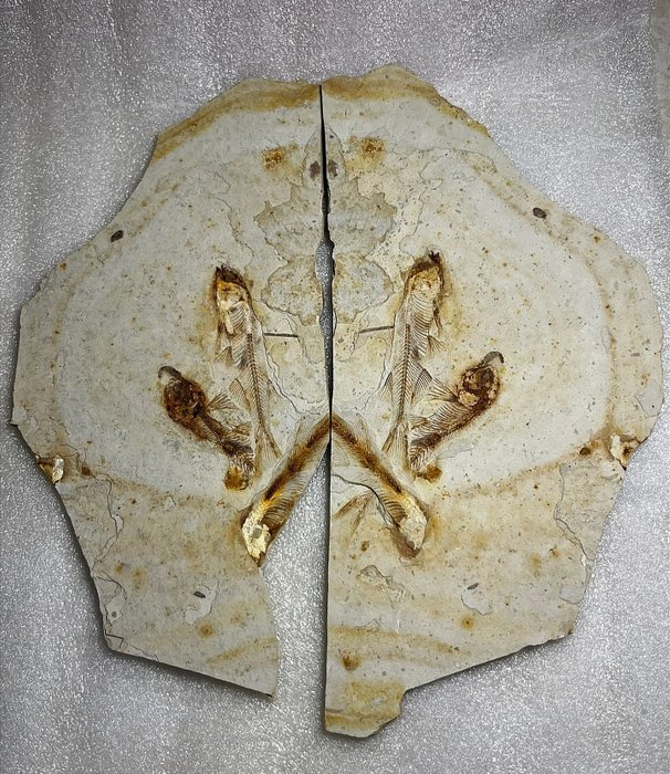 Matriz de pares - Animal fossilizado - Lycoptera - 20 cm  (Sem preço de reserva)