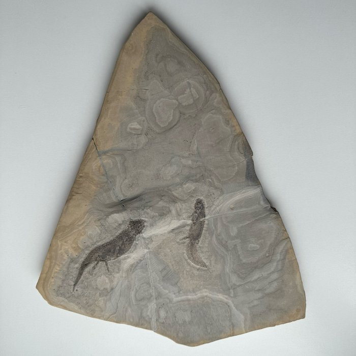 Brachiozaur - Matryca ze szczątkami (mortality plate) - Apateon pedestris - 30 cm - 24 cm