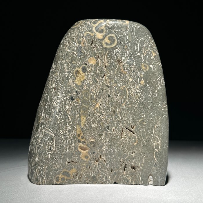 AUCUN PRIX DE RÉSERVE - Belle Turritella Freeform - Fragment fossilisé - Turritella - 17 cm - 14 cm  (Sans Prix de Réserve)