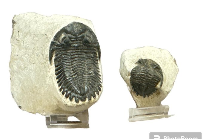 三葉蟲 - 動物化石 - 6 cm - 6 cm  (沒有保留價)