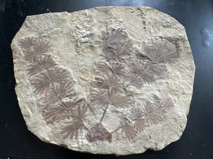 Samambaia - Planta fossilizada - Fossile de Annularia-Permien-25x20.2x1.4CM - 25 cm - 20.2 cm