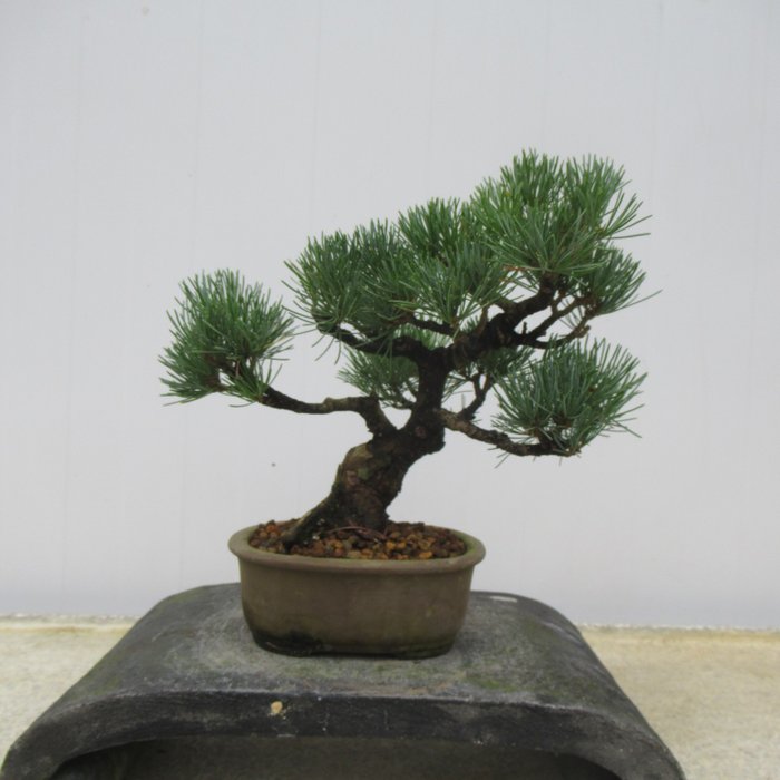 Pinus parviflora - Hoogte (boom): 19 cm - Japan