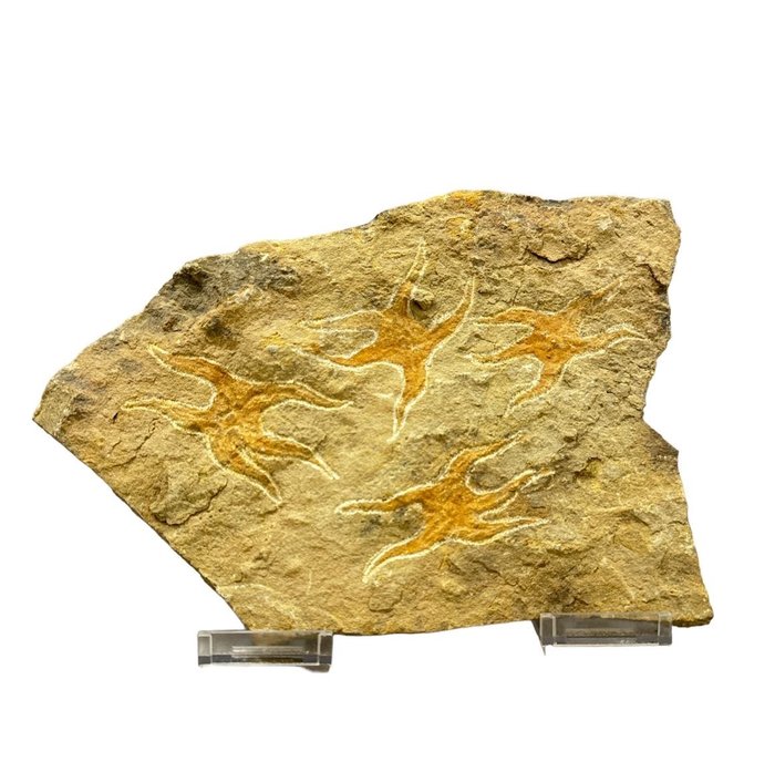 Estrella de mar - Animal fosilizado - Estrellas fosiles - 21.5 cm - 16 cm  (Sin Precio de Reserva)