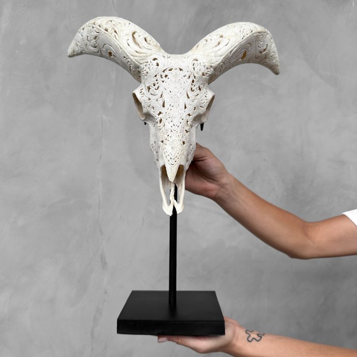 无底价 - 头骨艺术 - 定制支架上完全雕刻的白色公羊头骨 - Ketupat 图案 - 雕刻的颅骨 - Ovis Aries - 43 cm - 33 cm - 16 cm- 非《濒危物种公约》物种