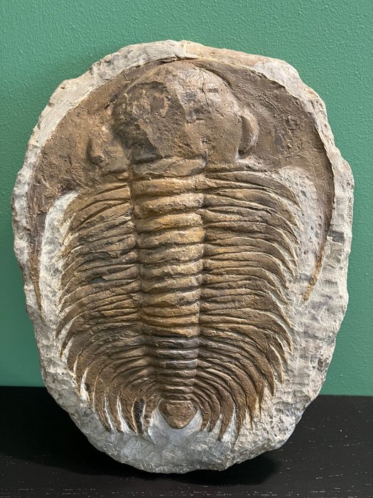 Tüskés trilobit - Fosszilizálódott állat - Paradoxides - 31 cm - 23 cm