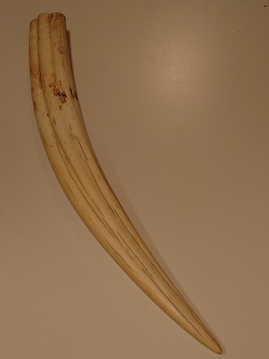 Zanna di tricheco - Dente - Odobenus rosmarus - 510 mm - 60 mm - 370 mm- CITES Appendice III - Allegato B nell'UE