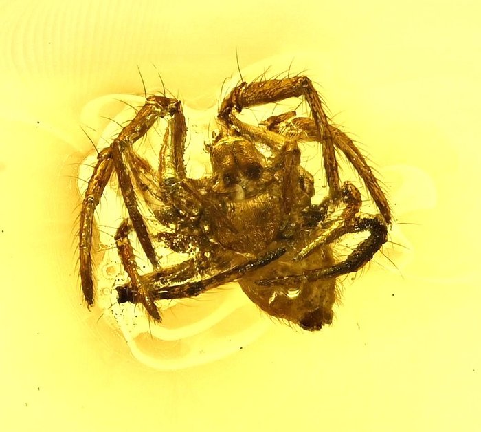 Ambra baltica con ragno dettagliato - Cabochon fossile - Araneae: Araneida  (Senza Prezzo di Riserva)