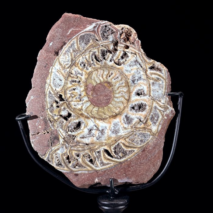 INGEN RESERVEPRIS - Vidunderlig ammonit på et specialfremstillet stativ - Forstenet dyr - Ammonoidea - 23 cm - 9 cm  (Ingen mindstepris)