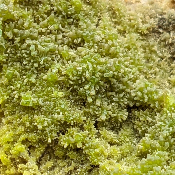 绿色焦吗啡矿，1000 多个晶体，撒丁岛 水晶矩晶体 - 高度: 116 mm - 宽度: 55 mm- 229 g