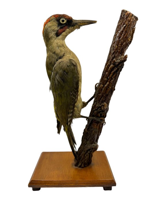 啄木鳥 標本全身支架 - Picus viridis allestimento tassidermico a corpo intero - 32 cm - 16 cm - 10 cm