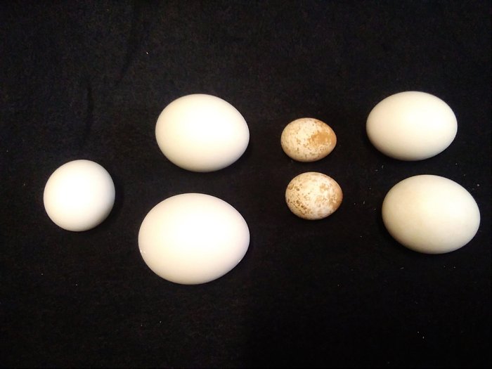 猛禽蛋和猫头鹰蛋，带有丹麦权威标签和 CITES 文件 蛋 - Bubo bubo - Bubo bengalensis - Strix rufipes - Falco sparvereus - 47 mm - 47 mm - 60 mm- 《濒危物种贸易公约》附录二 - 欧盟附件A -  (7)