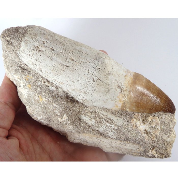 Ząb mozazaura - Skamieniały ząb - Prognatodon giganteous - Masive - In jaw bone - 100% Natural - 145 mm - 75 mm  (Bez ceny minimalnej
)
