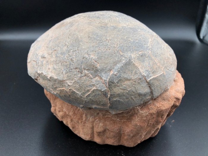Dinozaur - Matrice fosilă - BIG egg fossil - 16 cm - 16 cm