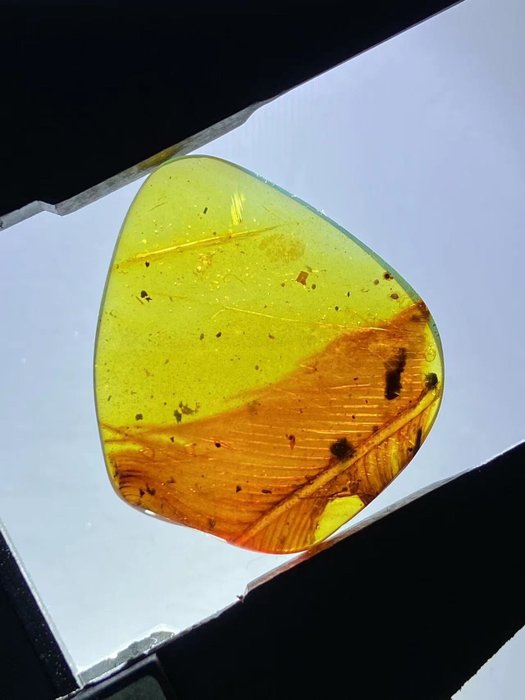 Ambre - feather in amber - 23 mm - 20 mm