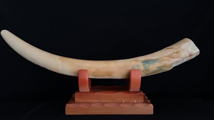 Eredeti, természetes mamut agyar - Agyar csont - Mammuthus primigenius - 8.5 cm - 26.5 cm - 92 cm