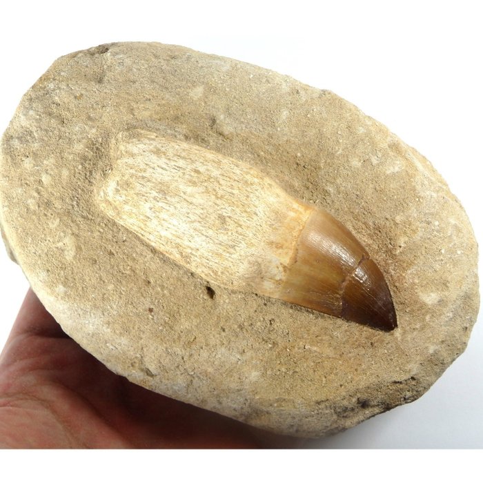 Marine reptile - Fossil tooth - Mosasaurus sp. - 8.7cm - 140 mm - 45 mm  (No Reserve Price)