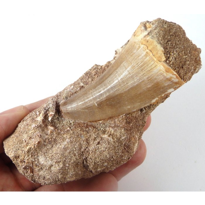 Fossil tooth - Hainosaurus sp. - Tylosaur tooth - tooth crown is 60mm - 105 mm - 47 mm  (No Reserve Price)
