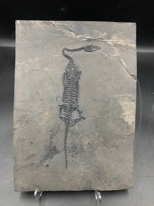 化石 - Fossil matrix - Keichousaurus sp. - 26 cm - 19 cm
