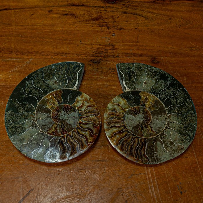 Natural Rare Color Ammolite Ammonite Fossil, cut and Polished, 2 Pieces- 495.08 g