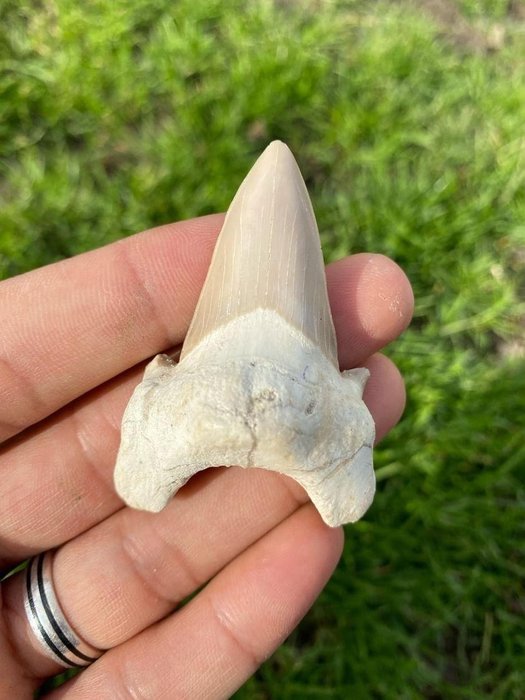 鯊魚 - 牙齒化石 - otodus obliquus  (沒有保留價)