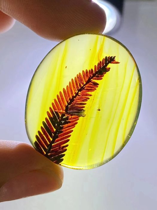 琥珀 - Gymnospermae in amber - 30.5 mm - 25.2 mm